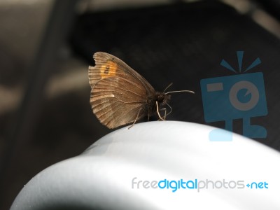 Butterfly Taking A Rest Stock Photo