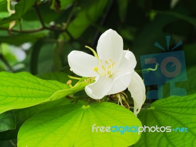 Butterfly Tree, Orchid Tree, Purple Bauhinia Stock Photo