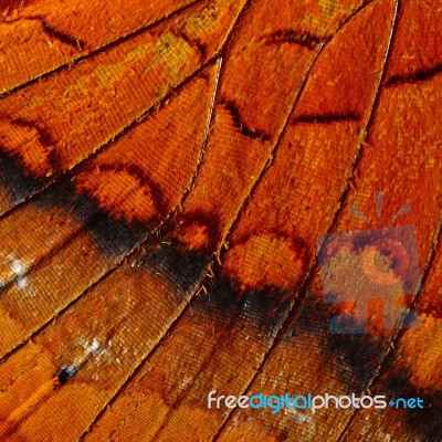 Butterfly Wing Stock Photo