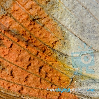 Butterfly Wing Stock Photo