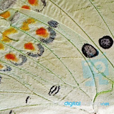 Butterfly Wing Stock Photo