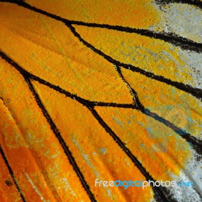 Butterfly Wing Stock Photo