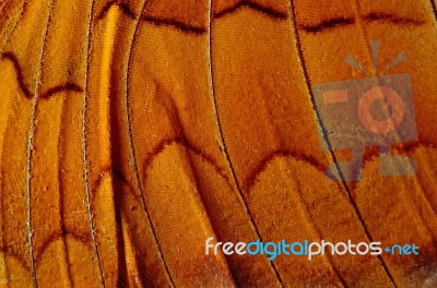 Butterfly Wing Stock Photo