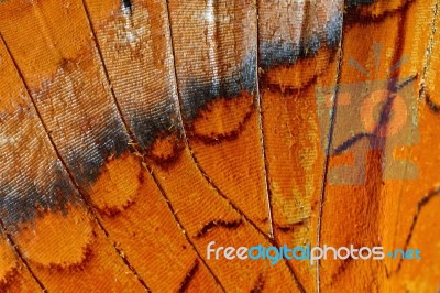 Butterfly Wing Stock Photo