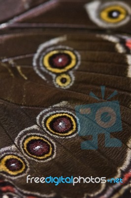 Butterfly Wing Stock Photo