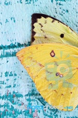 Butterfly Wing On Grunge Colorful Wooden Panel Stock Photo