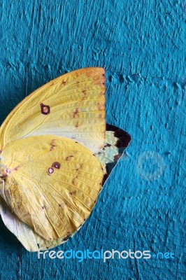 Butterfly Wing On Grunge Colorful Wooden Panel Stock Photo