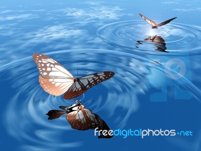 Butterflys And Water Stock Image