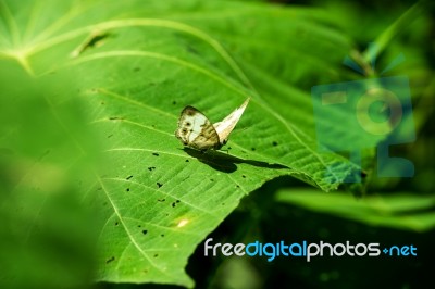 Buttertly On Leaf Stock Photo