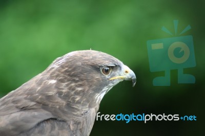 Buzzard Stock Photo