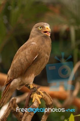 Buzzard,rufous-winged Buzzard (butastur Liventer) Stock Photo