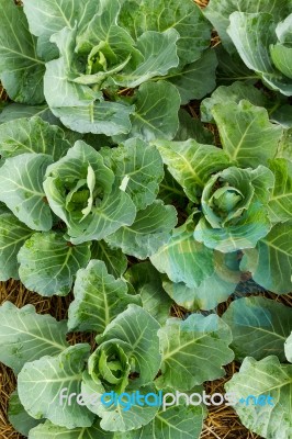 Cabbage Stock Photo