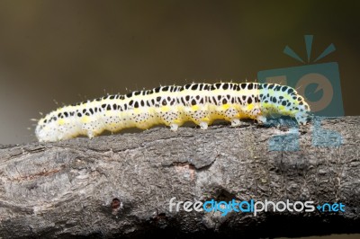 Cabbage Caterpillar Stock Photo