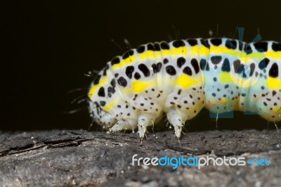 Cabbage Caterpillar Stock Photo