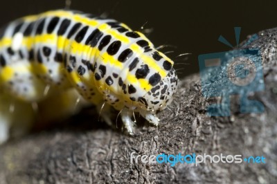 Cabbage Caterpillar Stock Photo