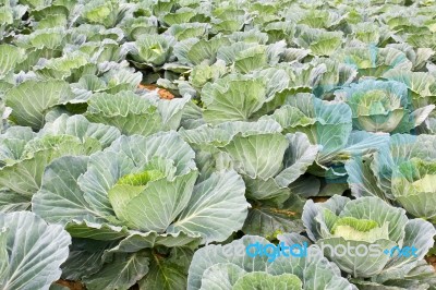 Cabbage Fields In Thailand Stock Photo