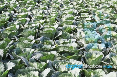 Cabbage Fields In Thailand Stock Photo