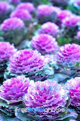 Cabbage Flower Stock Photo