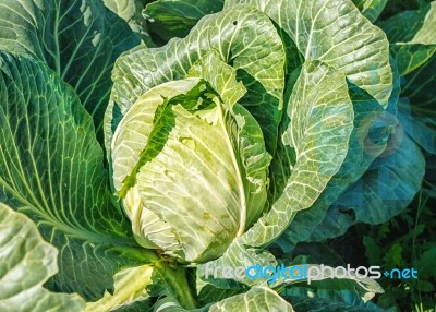 Cabbage Growing In The Garden Stock Photo