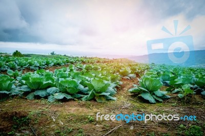 Cabbage Grown On The Mountain Stock Photo