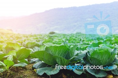 Cabbage Grown On The Mountain Stock Photo