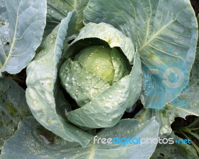 Cabbage In Garden Stock Photo