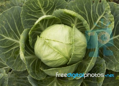 Cabbage In Garden Stock Photo