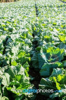 Cabbage In The Winter Stock Photo