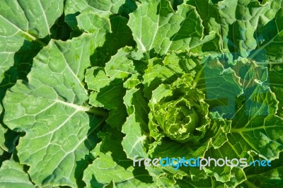 Cabbage Leaf Stock Photo