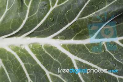 Cabbage Leaf Stock Photo