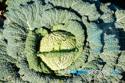 Cabbage On A Field Stock Photo