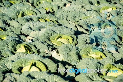 Cabbage On A Field Stock Photo