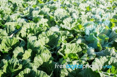 Cabbage On The Mountain Stock Photo