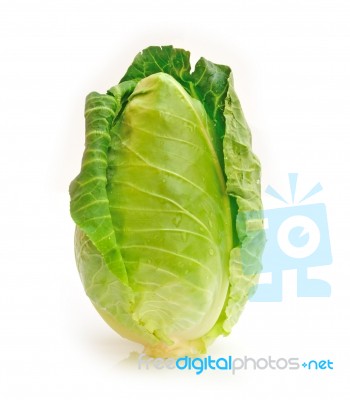 Cabbage On White Background Stock Photo