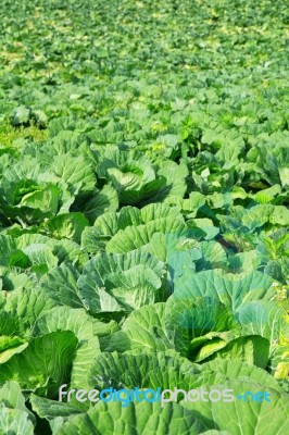 Cabbage Plantation Stock Photo