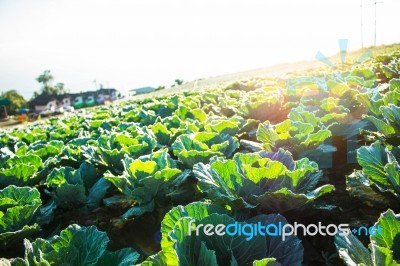 Cabbage Planted On The Mountain Stock Photo