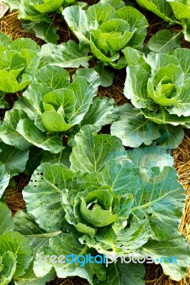 Cabbage Seedlings Stock Photo