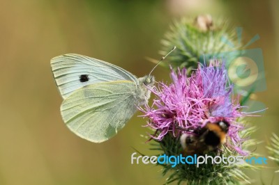 Cabbage White Butterfly Stock Photo