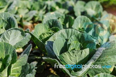 Cabbage With Dew On The Leaves Stock Photo