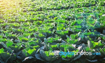 Cabbage With Sunlight In The Morning Stock Photo