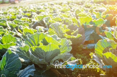 Cabbage With Sunlight In The Morning Stock Photo