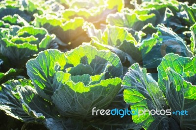 Cabbage With The Morning Sun Stock Photo