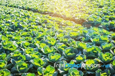 Cabbage With The Sun In Morning Stock Photo