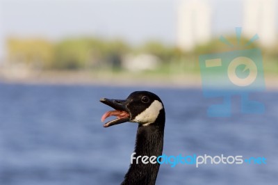 Cackling Goose Feels Fear Stock Photo