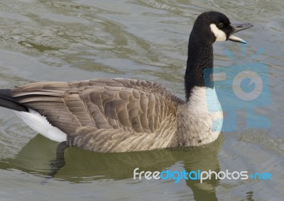 Cackling Goose Is Screaming Stock Photo