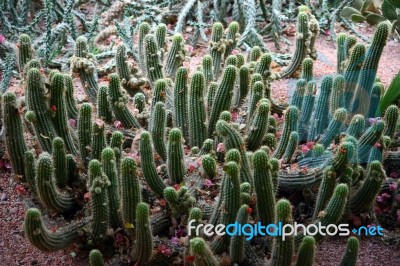 Cacti Stock Photo