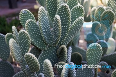 Cacti In Olvera Street Los Angeles Stock Photo