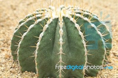 Cactus Stock Photo