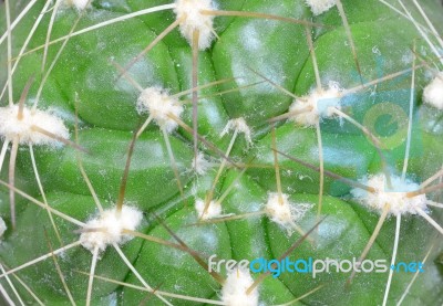 Cactus Stock Photo