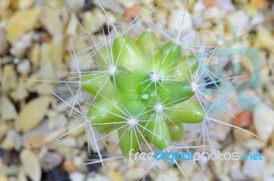 Cactus Stock Photo